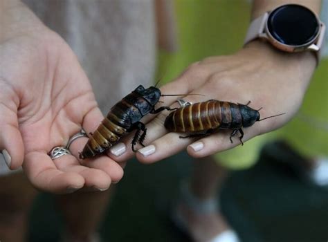 Company Will Pay 2000 To Infest Your Home With Cockroaches To Test Pest Control