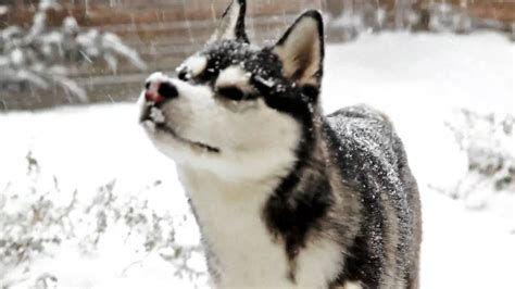 Siberian Husky Dog Playing In The Snow Youtube