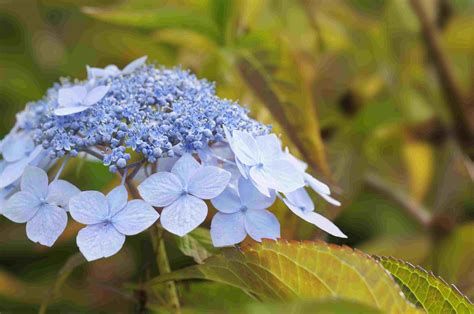 14 Beautiful Types Of Hydrangea To Grow