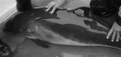 Harbour Porpoise Caught With A Salmon Net B Animal Being Tagged