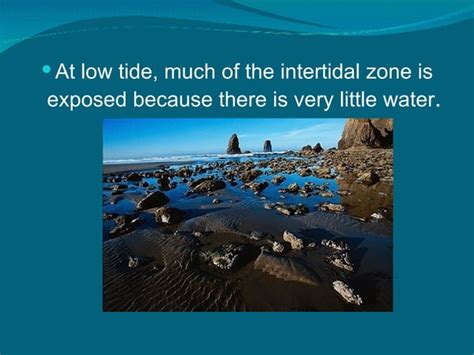 Intertidal Zones Ppt