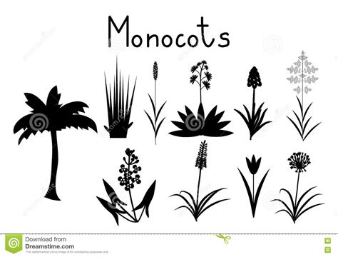 Flowering plant, monocotyledon, plant morphology comparison of characteristics of monocotyledonous and dicotyledonous plants. Monocots Cartoons, Illustrations & Vector Stock Images ...
