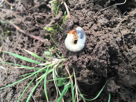 What Are These White Worms In My Soil