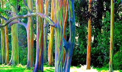 50 Eucalyptus Deglupta Rainbow Eucalyptus Fresh Harvest Big Etsy