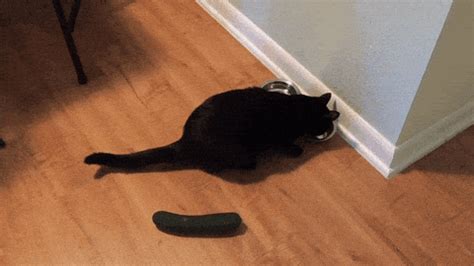 Cucumber Gif Primogif