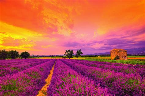 Lavender Sunset Photograph By Midori Chan