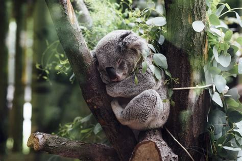 картинки дерево филиал милый Дикая природа зоопарк мех Джунгли