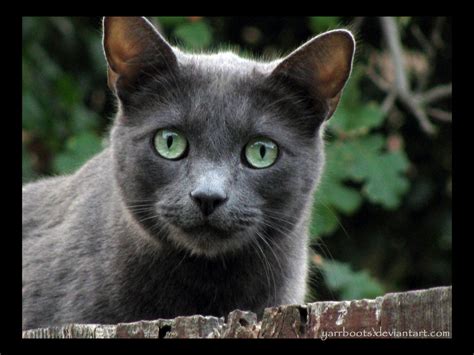 Cinderpelt Dark Grey Fur With Green Eyes She Cat