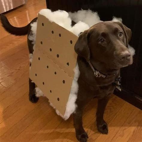 Smores Costume — Chocolate Lab Pup Dog Halloween Costumes Diy Dog