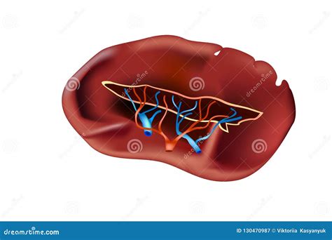 The Spleen Human Anatomy Stock Vector Illustration Of Healthcare