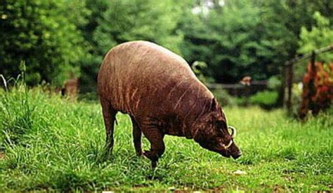 Mengenal Babi Rusa Atau Babirusa Fauna Gue