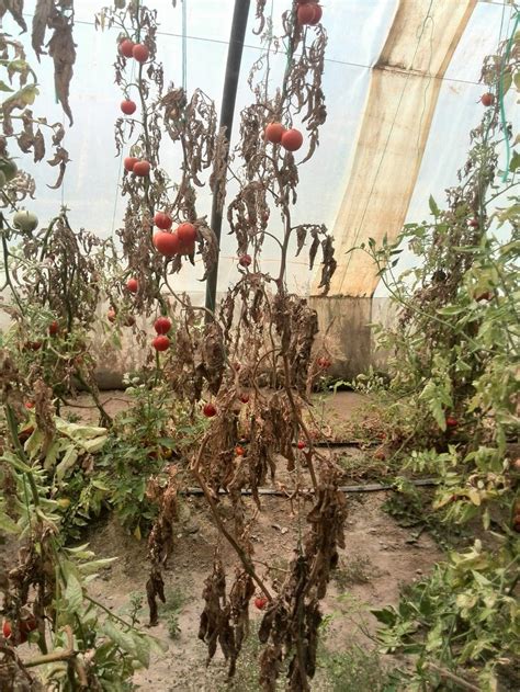 Fusarium Wilt Tomatoes
