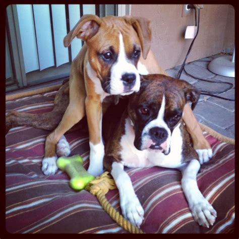Boxer Dogs Playing Boxer Puppies Boxer Dogs Boxer Love