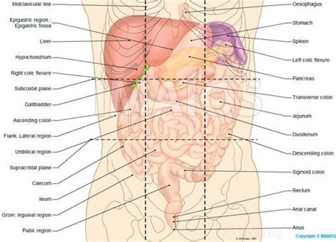 The abdomen can be divided into quadrants or regions to describe the location of an organ or structure. Labeled Human Stomach Anatomy | Human Anatomy Body Ideas | Human body anatomy, Human anatomy and ...