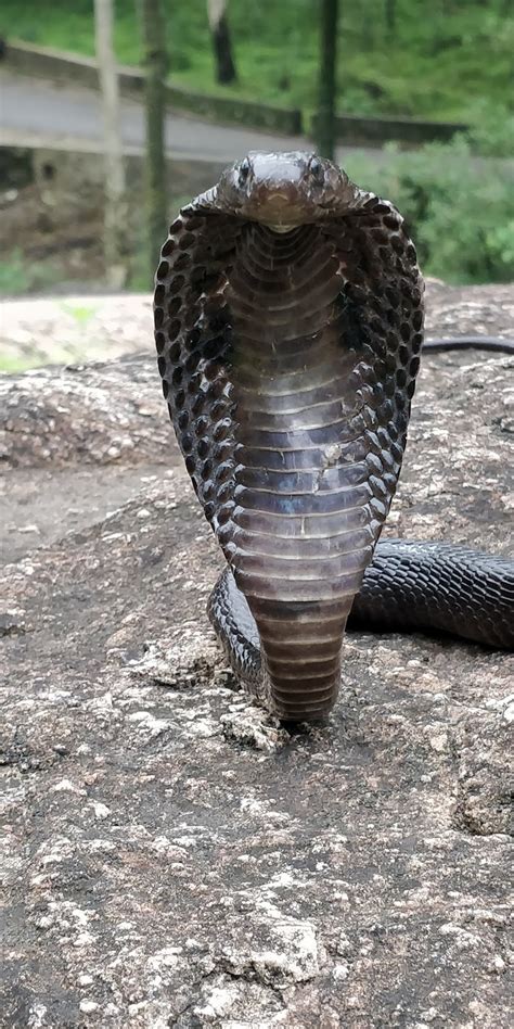 Spectacled Cobra Front And Back August 2019
