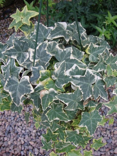 Photo Of The Entire Plant Of English Ivy Hedera Helix Gold Child