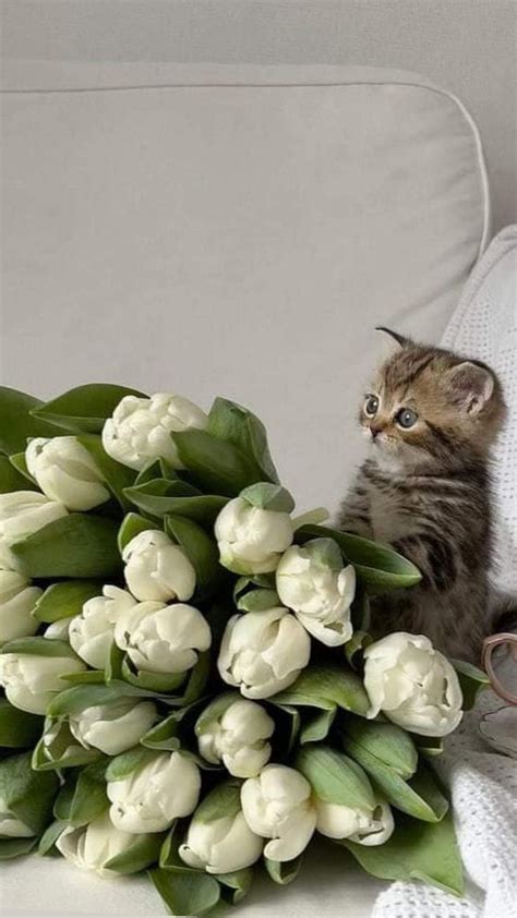 Pin By Zlatka Moljk On Cats Flower Aesthetic Flowers Pretty Flowers