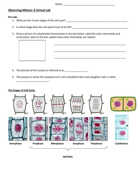 Mitosis_and_meiosis_worksheet_answer_key.pdf is hosted at www.ampexgb.co.uk since 0, the book mitosis and meiosis worksheet answer key contains 0 pages, you can download it for free by clicking in download button below, you can also preview it before download. Virtual Mitosis Lab