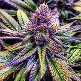 Purple Marijuana Leaves Pictures
