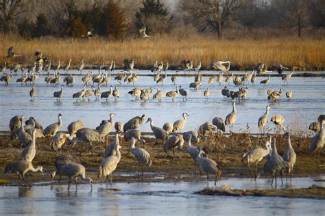 A Rite Of Passage The Annual Migration Of Sandhill Cranes Along The