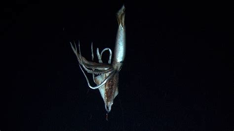 Parislemon — Smithsonianmag Elusive Giant Squid Captured On