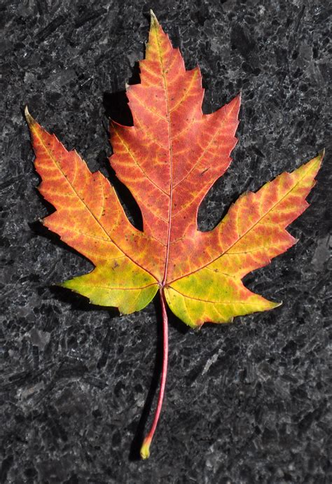 Maple Leaf Holdenfo