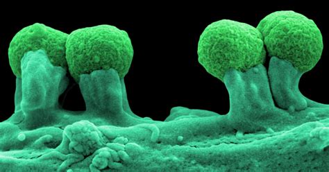Ranking The Top 10 Best Bacteria On Earth