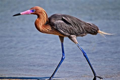 The Reddish Egret Is A Conspicuously Long Legged Long Necked Wader Of