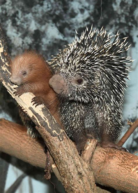 Baby Porcupine Born At Brookfield Zoo In Chicago