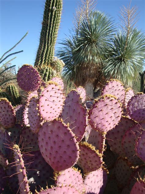 Cactus and succulents are drought resistant plants that have developed specialised structures for saving water or avoid water loss from the plant.cactus and succulents generally have more fleshy leaves than regular plants. danger garden: Bach's Cactus Nursery