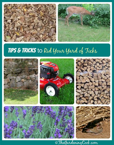 How To Get Rid Of Ticks Around Your Yard The Gardening Cook