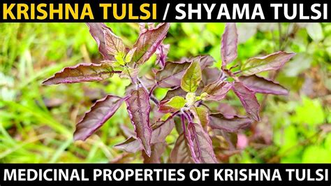 Krishna Tulsi Shyama Tulsi How To Grow Krishna Tulasi Medicinal