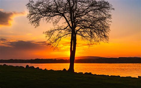 Download Wallpaper 2560x1600 Tree Lake Sunset Shore Evening Landscape Widescreen 1610 Hd