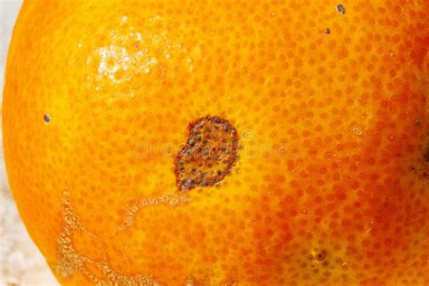 Rotten Orange Stock Image Image Of Penicillium Pathology 211250977