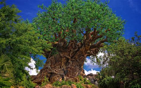 50 Disney Tree Of Life Wallpaper Wallpapersafari
