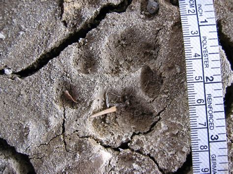 I learned pretty quick ( the hard way)where not to go. File:Bobcat tracks in mud.jpg - Wikipedia