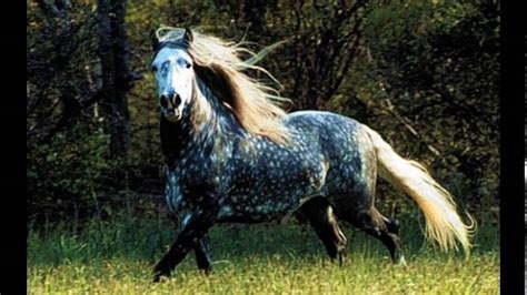 Top Ten Most Beautiful Horses