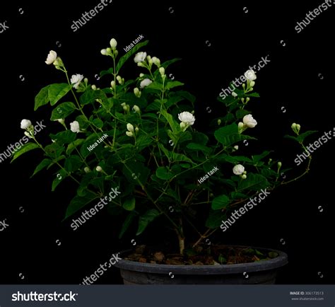 Original Thai Jasmine Flower On Black Stock Photo 306173513 Shutterstock