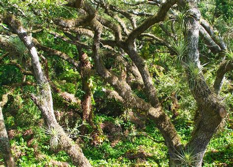 Tree Tops Park Florida Hikes