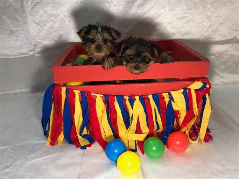 Layne's italian greyhounds has been breeding italian greyhounds for over 30 years. Female Yorkshire Terrier #T25661 Female... - All About Puppies in Tampa Florida | Facebook