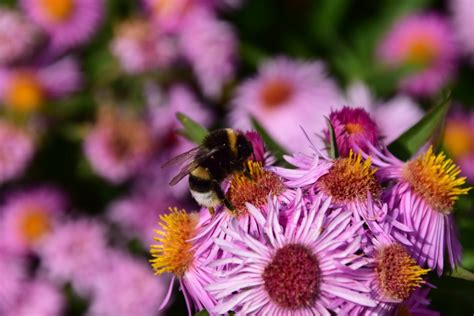 Free Images Nature Blossom Flower Purple Petal Bloom Pollen