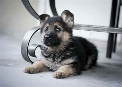 We did not find results for: Baby German Shepherd Puppy | PETSIDI
