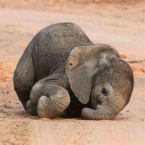 Baby Elephant Photo By ©michelle Sole Baby Animals Pictures Cute