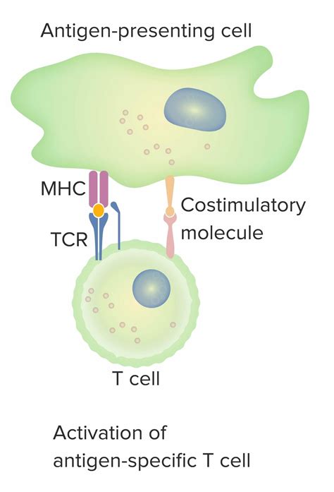Cancer Immunotherapy Concise Medical Knowledge