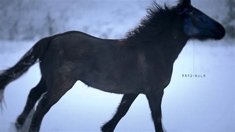 wild horses black horse running  snow cheval de merens mare runs youtube