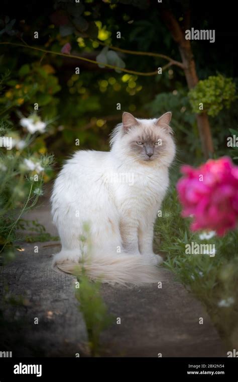 White Long Haired Ragdoll Cat Hi Res Stock Photography And Images Alamy
