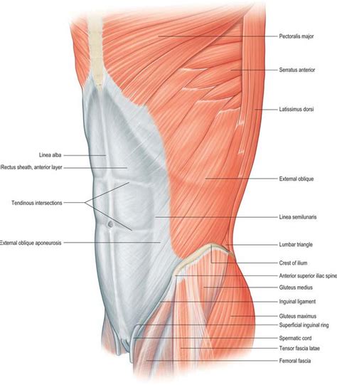 Muscles Of Anterior Chest And Abdominal Wall Diagram Quizlet The Best
