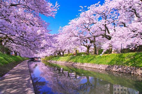 Cherry Blossoms Japan 美しい風景 風景 桜 名所