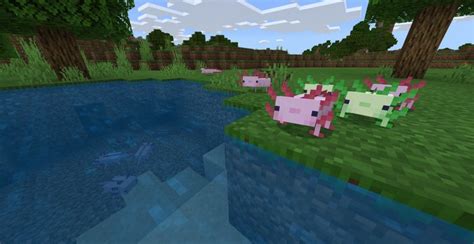 Axolotl Addon For Minecraft Pe 11640