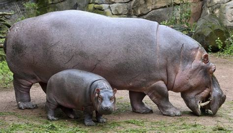Nace Un Hipopótamo En El Mexicano Zoo De Chapultepec Después De 16 Años